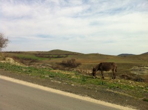 Âne au bord d'une route