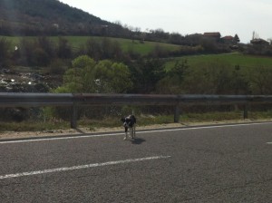 Chien errant sur la route