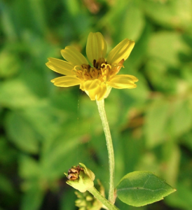 Fleur jaune de l'île des Maldives Mirihi Island