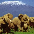 3 raisons d’aller faire un safari au Kenya cet été 3 raisons d’aller faire un safari au Kenya cet été