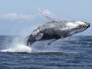 republique-dominicaine-baleine