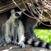 Partez à la découverte du sud de Madagascar