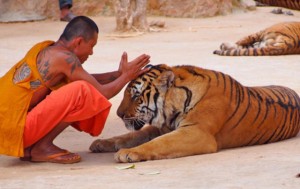 thailande-temple-tigre