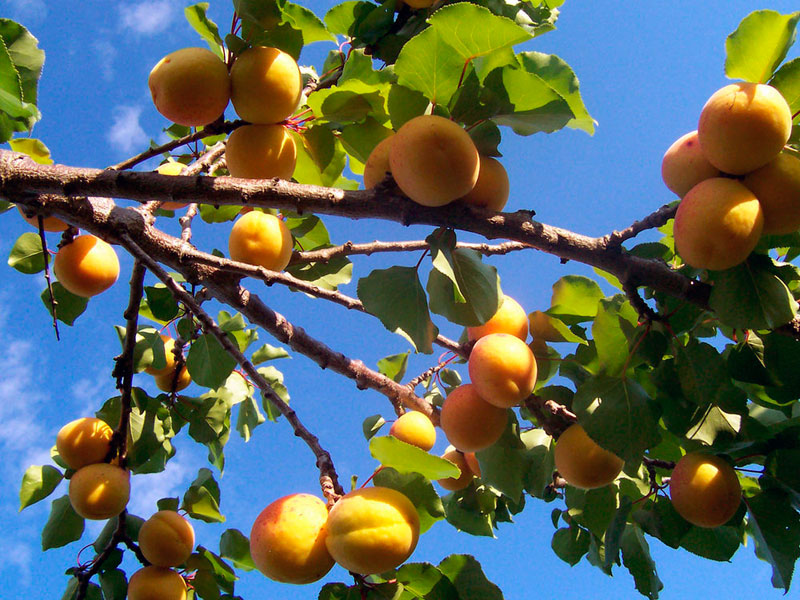 Armenian apricots