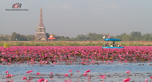 Lac au lotus - Thaïlande